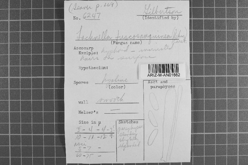 Lachnellula fuscosanguinea image