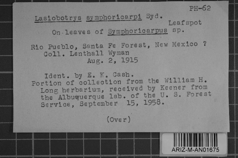 Rhizogene symphoricarpi image