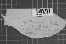 Leptosphaeria doliolum image