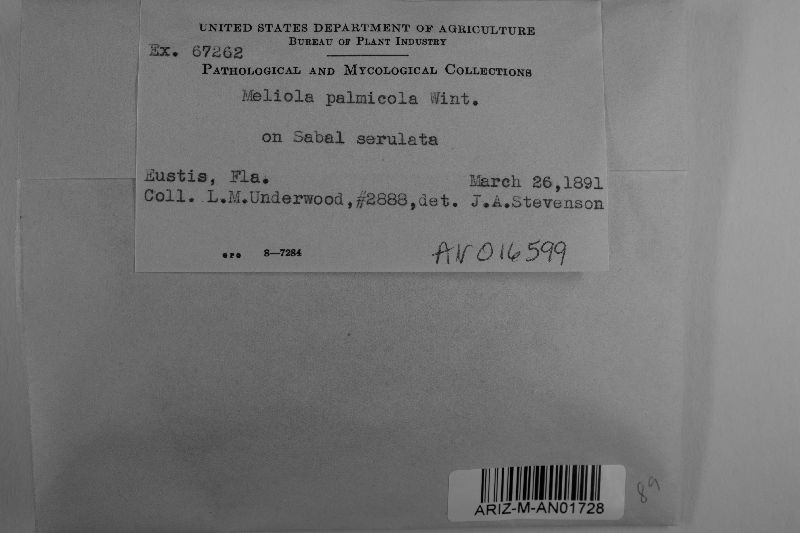 Meliola palmicola image