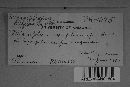 Erysiphe diffusa image