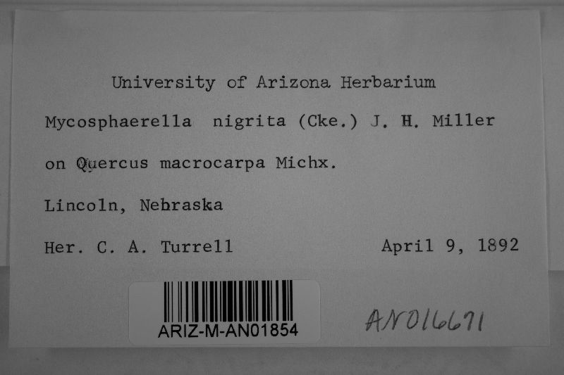 Mycosphaerella nigrita image