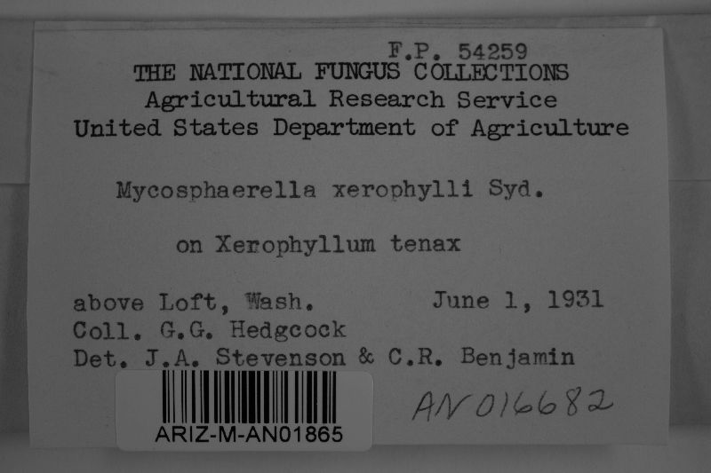 Mycosphaerella xerophylli image