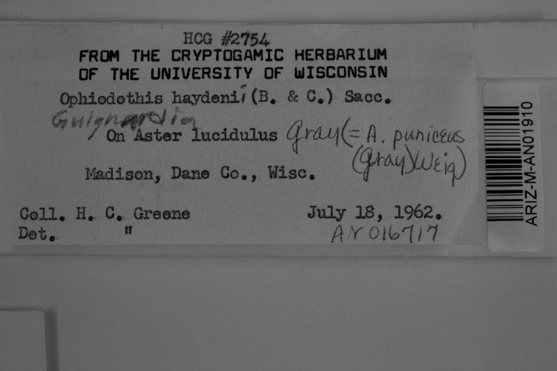 Guignardia haydenii image