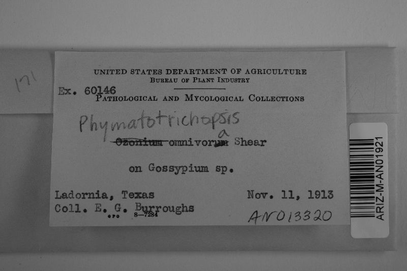 Phymatotrichopsis omnivora image