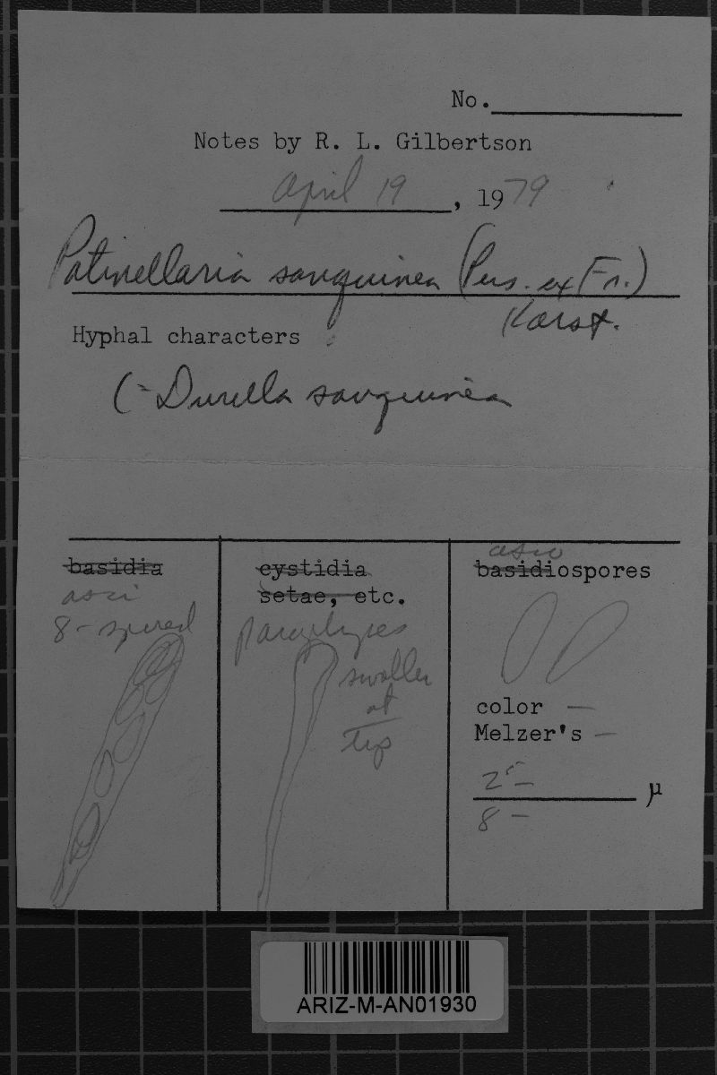 Patinellaria sanguinea image