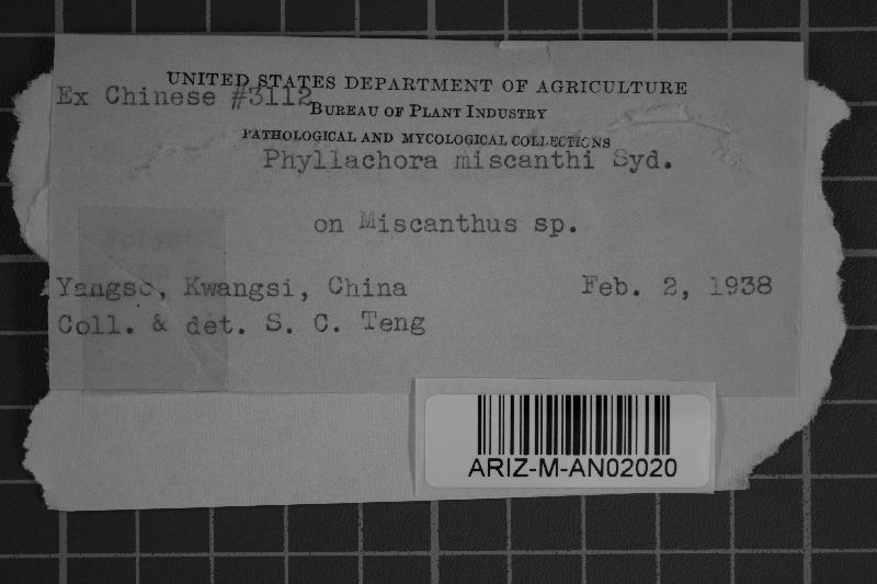 Phyllachora miscanthi image
