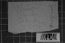 Podosphaera clandestina image