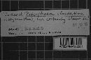 Podosphaera clandestina image