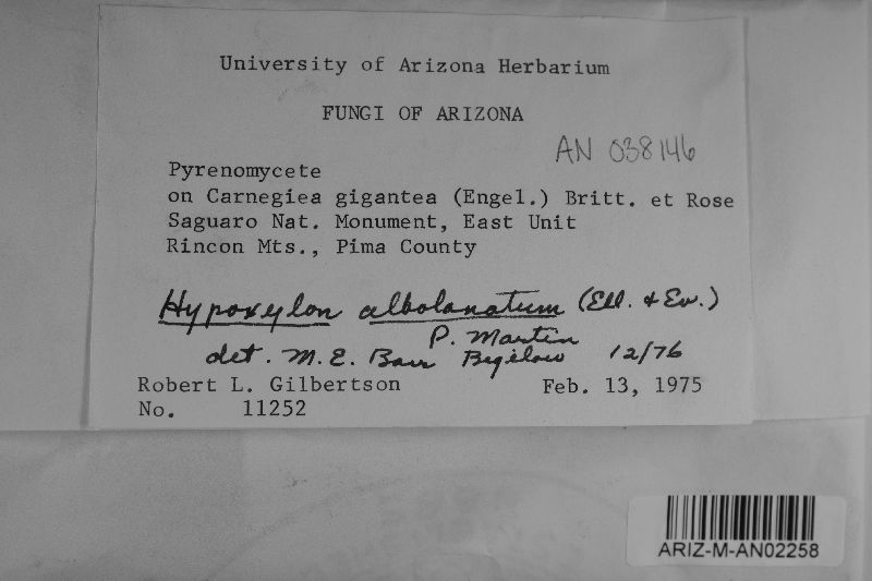 Hypoxylon albolanatum image