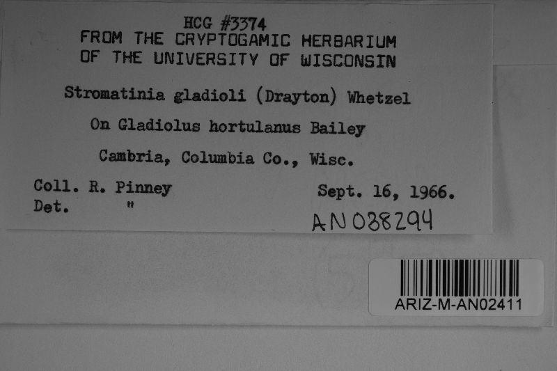 Stromatinia gladioli image
