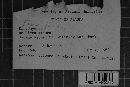 Tapesia fusca image