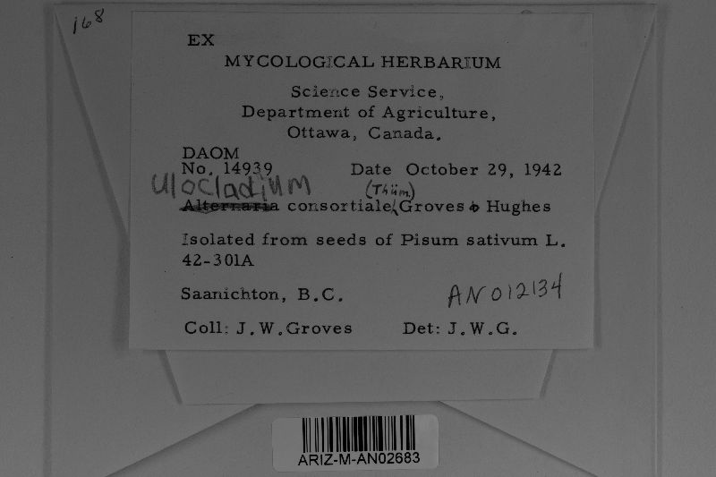 Ulocladium consortiale image