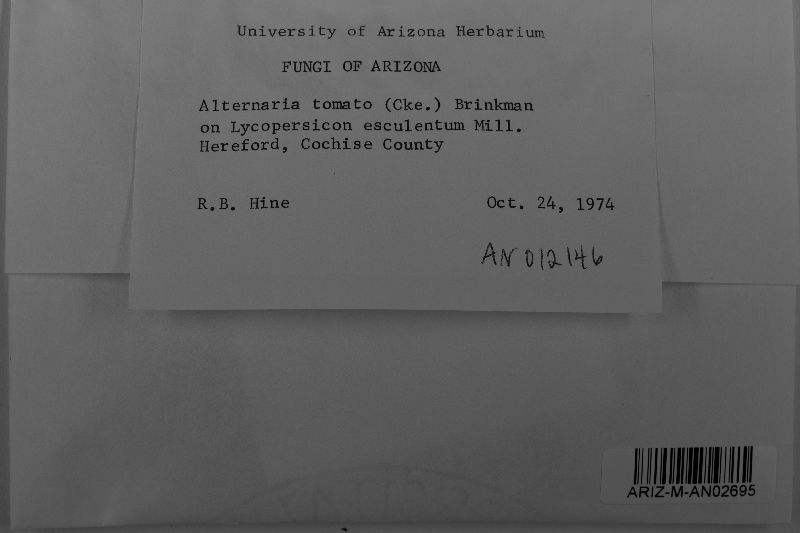Alternaria tomato image