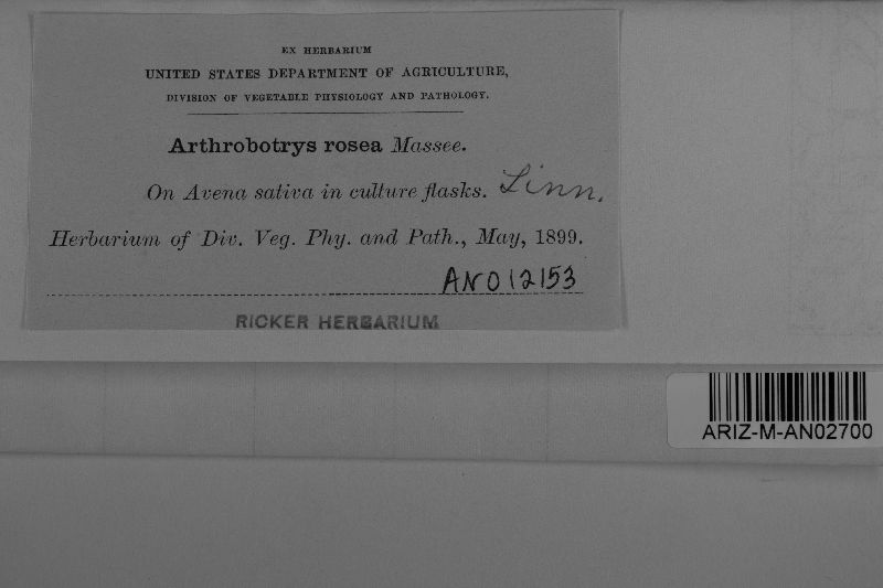 Arthrobotrys rosea image