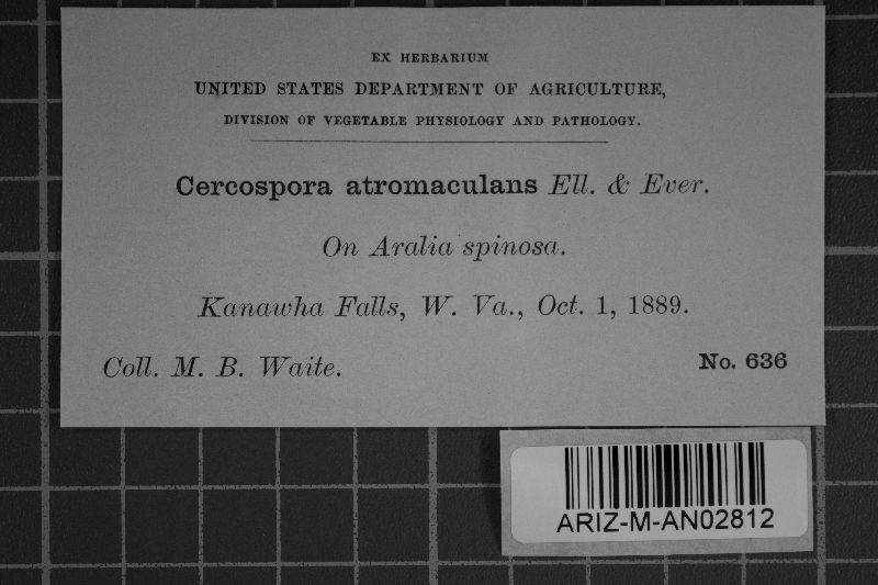 Cercospora atromaculans image
