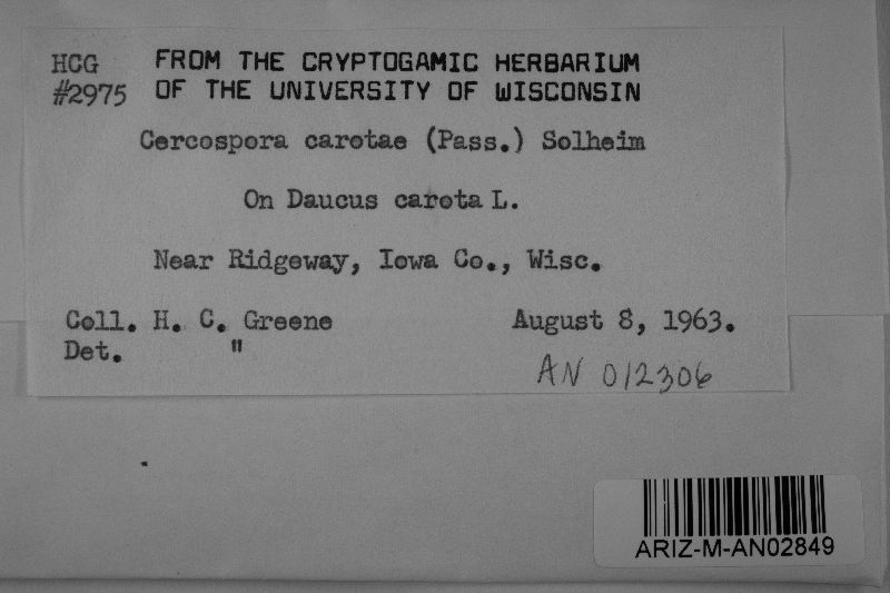 Neocercospora carotae image