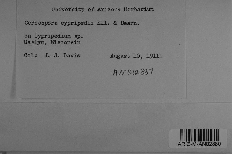 Pseudocercospora cypripedii image
