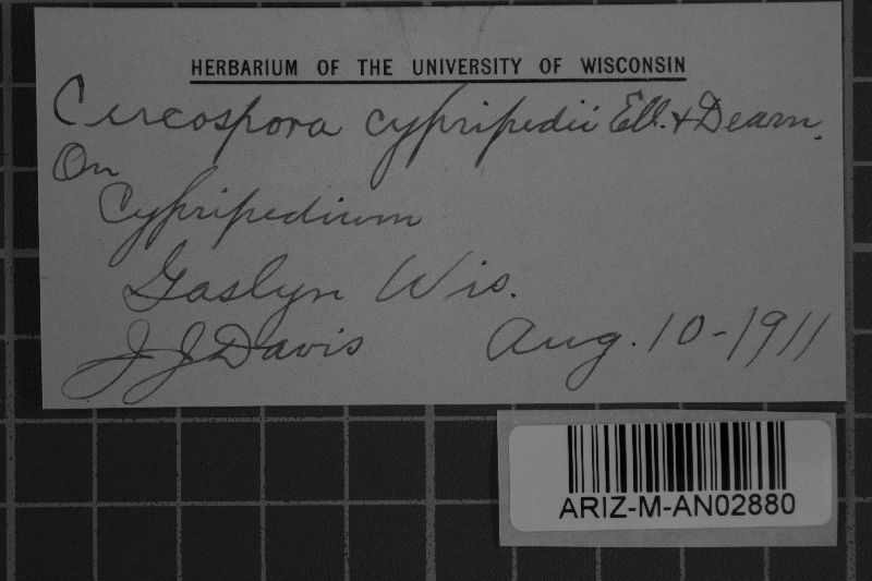 Pseudocercospora cypripedii image