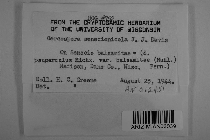 Cercospora senecionicola image