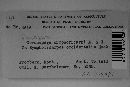 Passalora symphoricarpi image