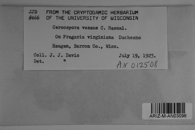 Passalora vexans image