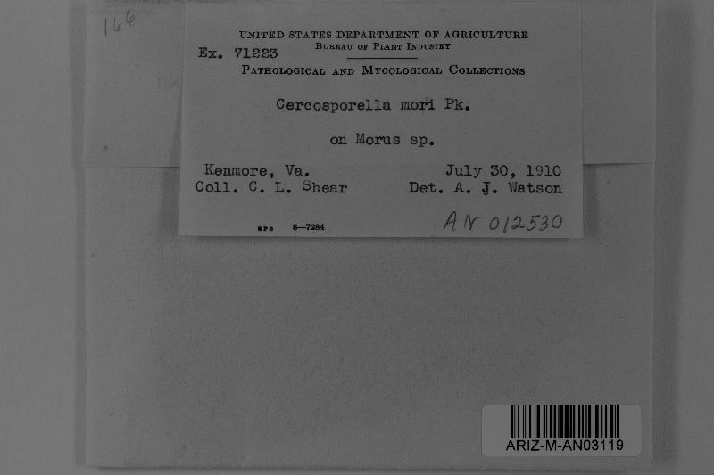 Cercosporella mori image