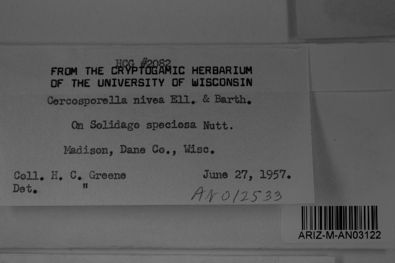 Pseudocercosporella image