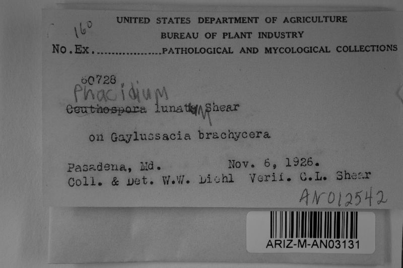 Allantophomopsis lunata image