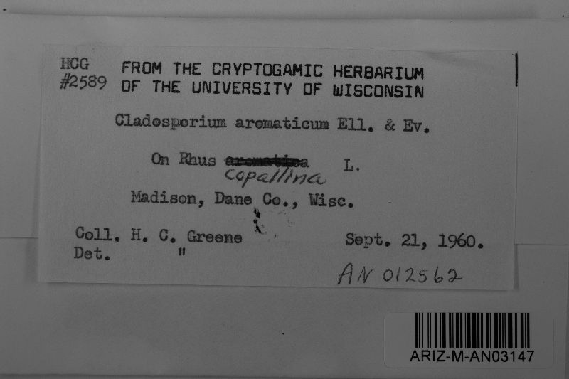 Cladosporium aromaticum image