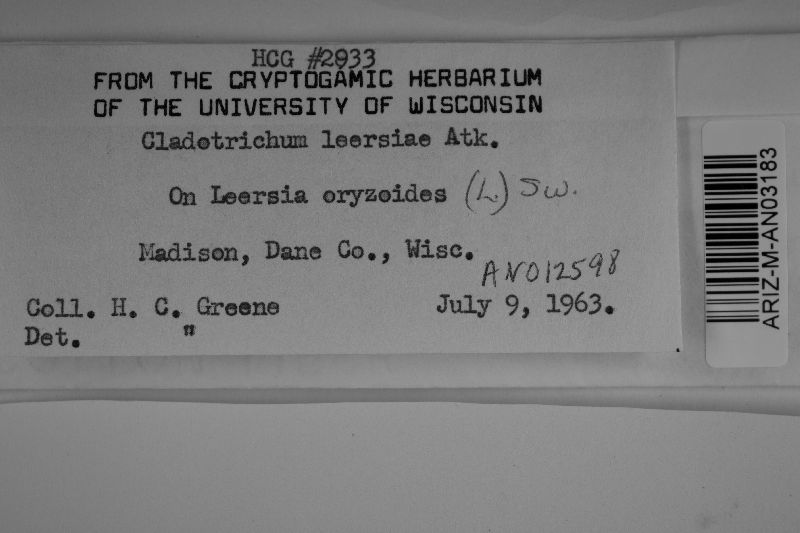 Cladotrichum leersiae image
