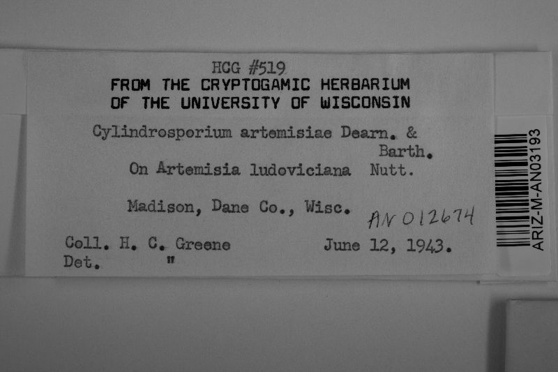 Cylindrosporium artemisiae image
