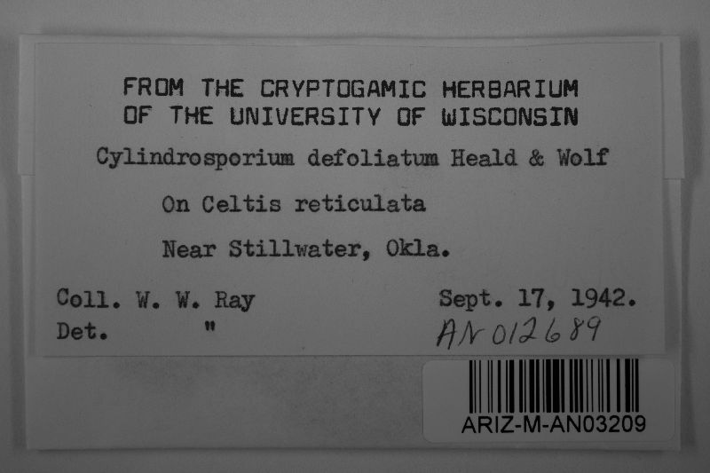 Cylindrosporium defoliatum image