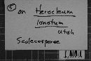 Ramularia heraclei image