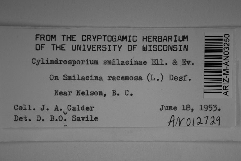 Cylindrosporium smilacinae image