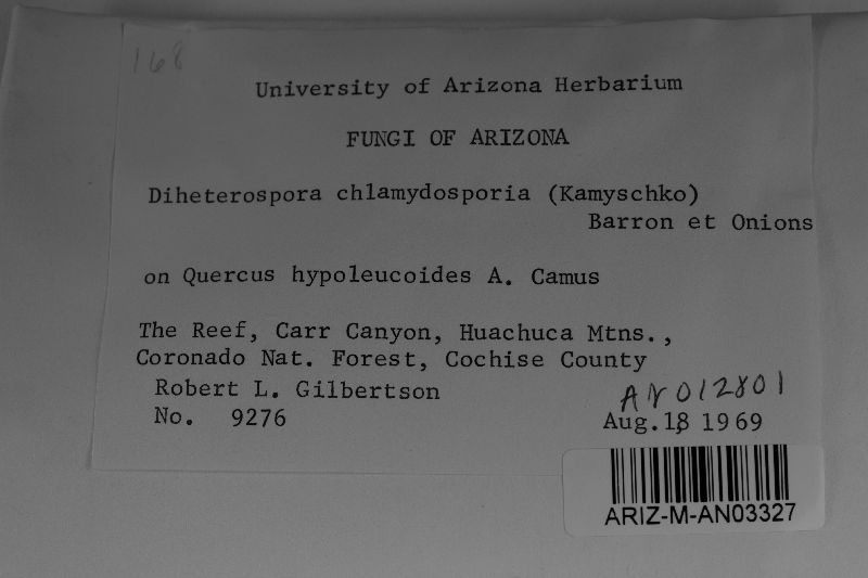 Metacordyceps chlamydosporia image