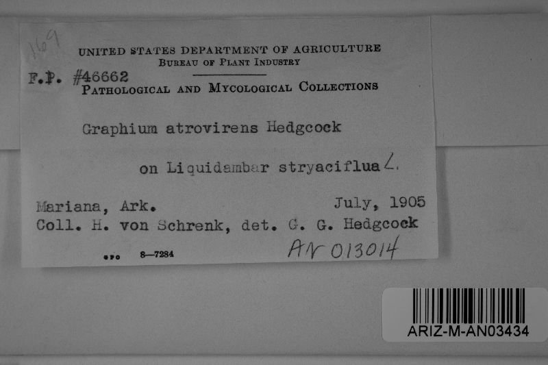 Graphium atrovirens image