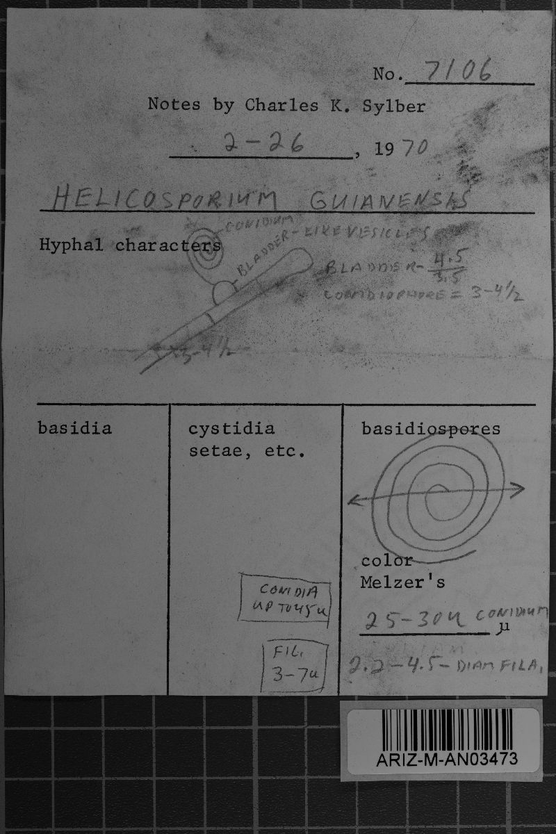Helicosporium aureum image