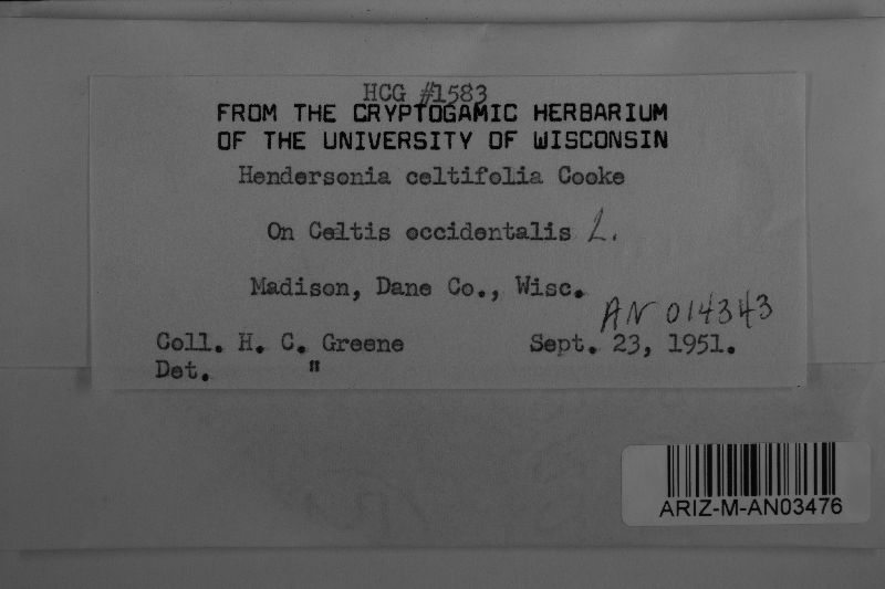 Hendersonia celtifolia image