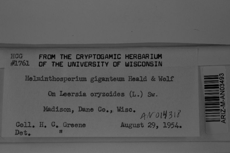 Drechslera gigantea image