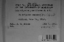Leptothyrium punctiforme image