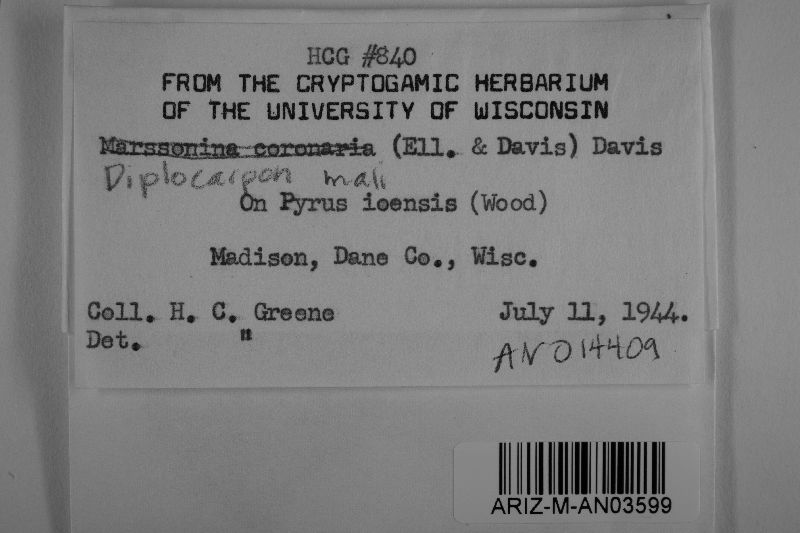 Diplocarpon coronariae image