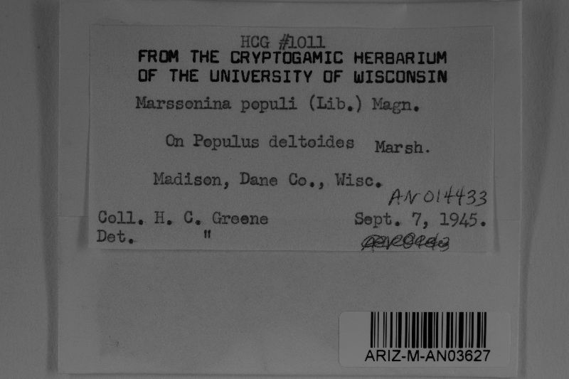 Drepanopeziza populi image