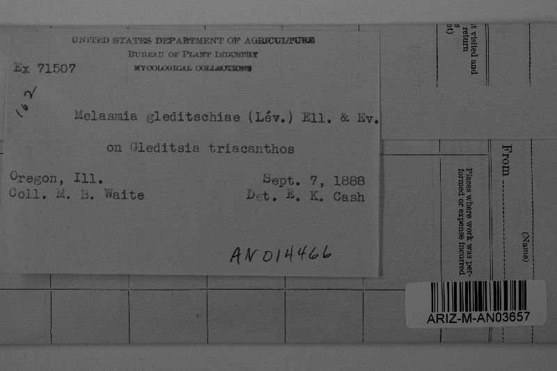 Pleuroceras gleditschiae image
