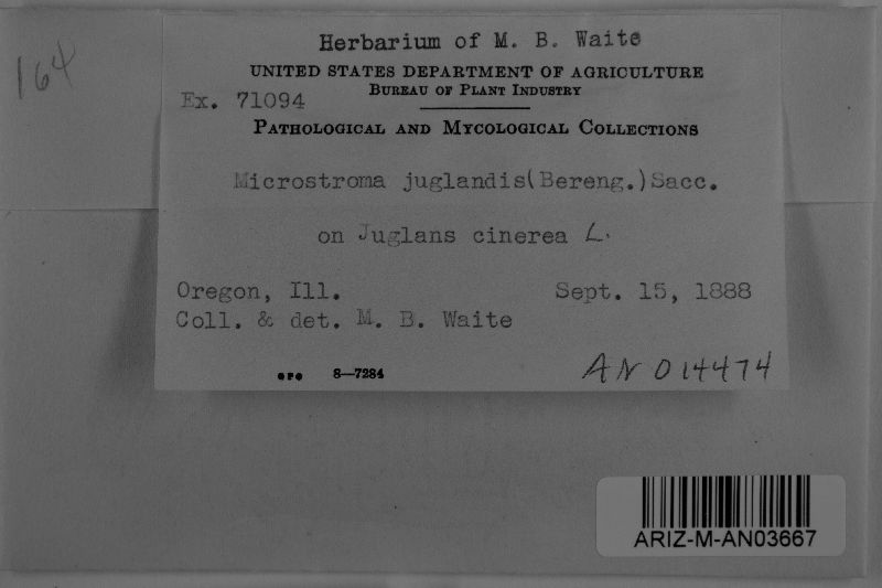 Microstroma image