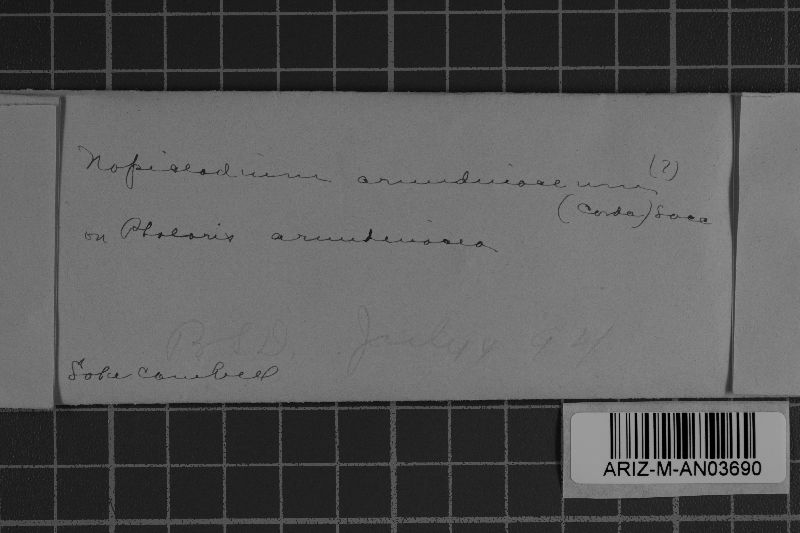 Utrechtiana image