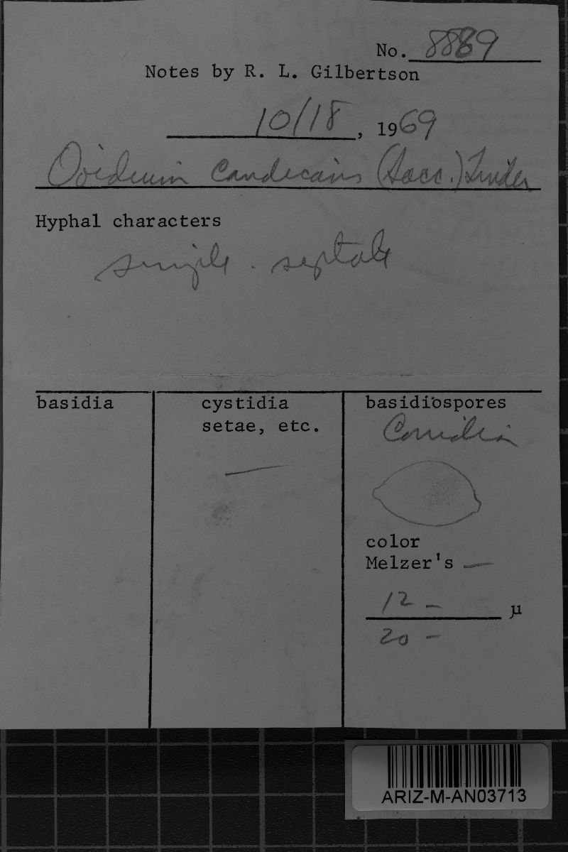 Oidium candicans image
