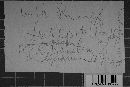 Ovularia monosporia image