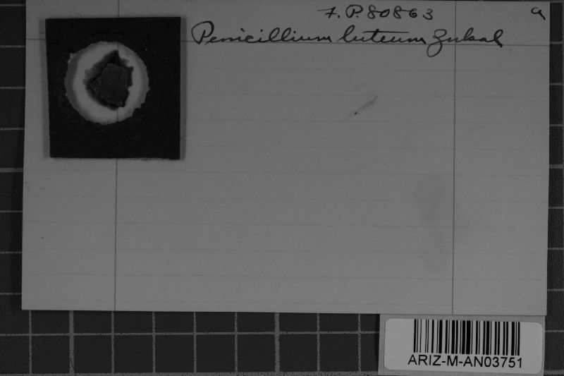 Talaromyces luteus image