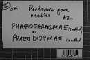 Pestalotia stevensonii image